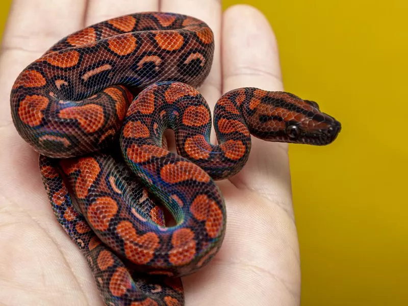 Epicrates cenchria is a boa species endemic to Central and South America. Common names include the rainbow boa, and slender boa.