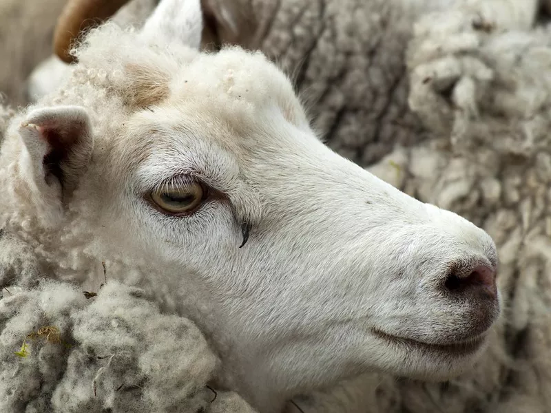 Sheep Portrait, Shetland Islands