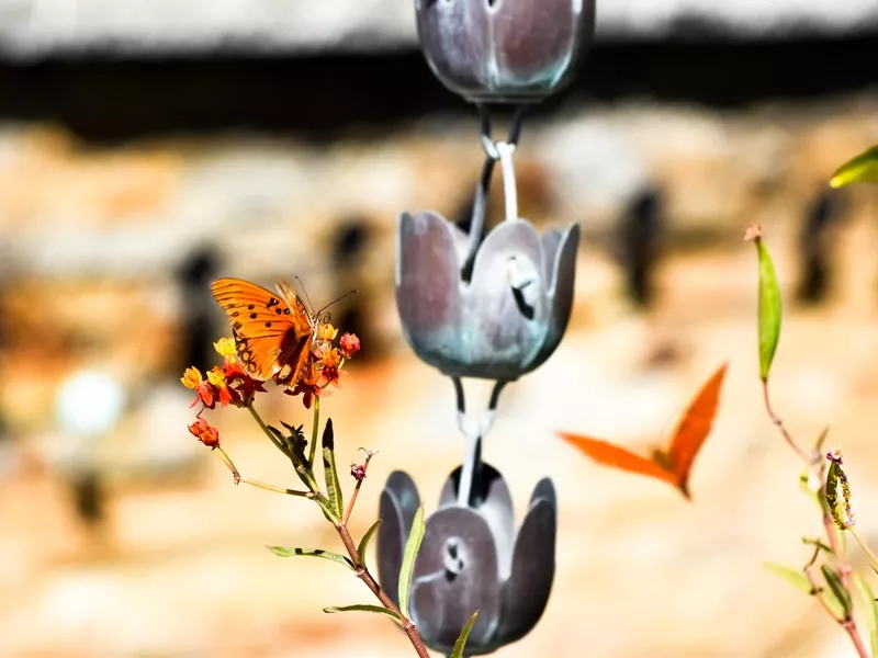 Butterflies with Rain Catcher