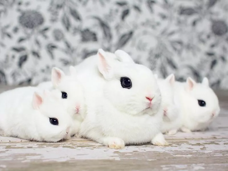 Dwarf Hotot
