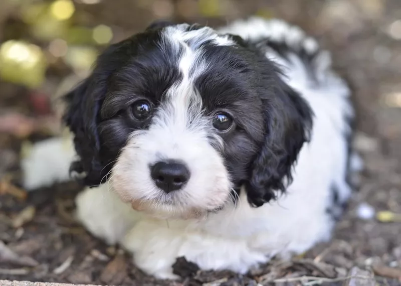 Cavapoo