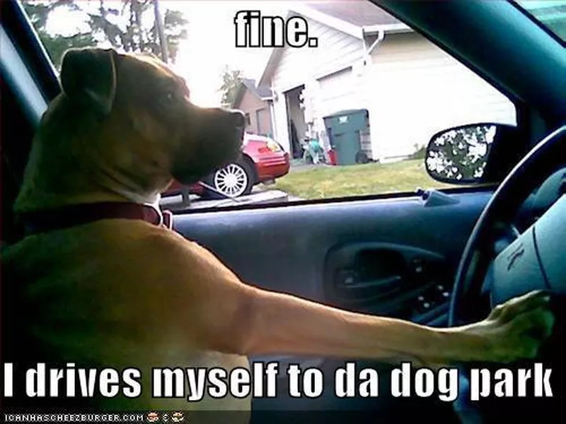 Dog driving to the dog park