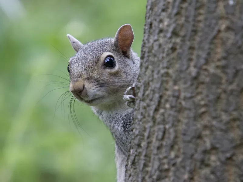 Grey Squirrel