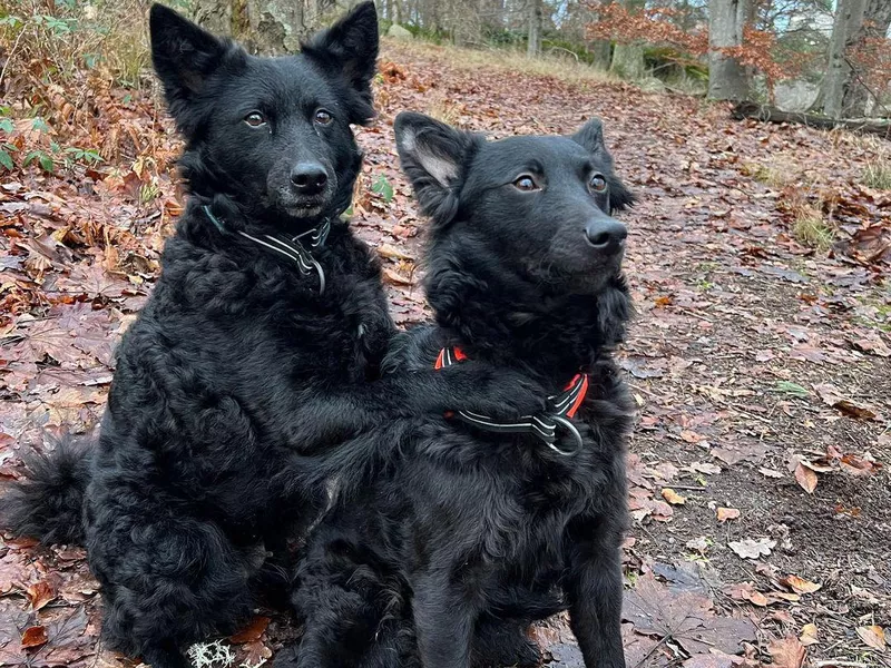 Funny Mudi dogs