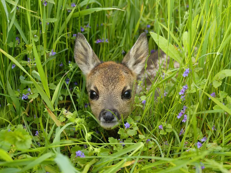 Roe deer fawn in meadow