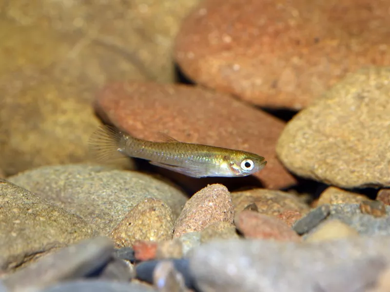 Eastern mosquitofish (Gambusia holbrooki).