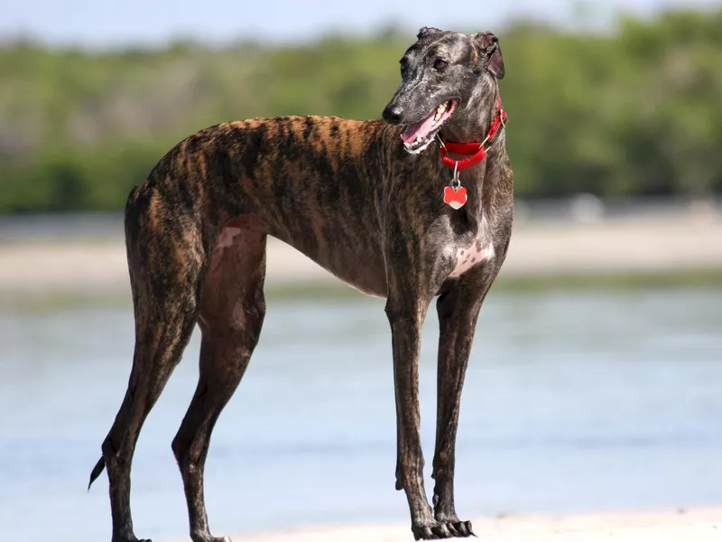 Brindle Greyhound on a beach in Florida