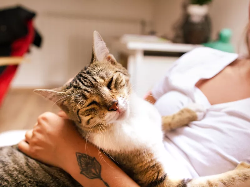 Happy cat purring