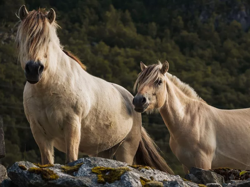 Fjord Horses