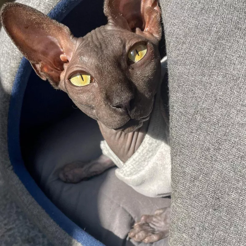 Sphynx