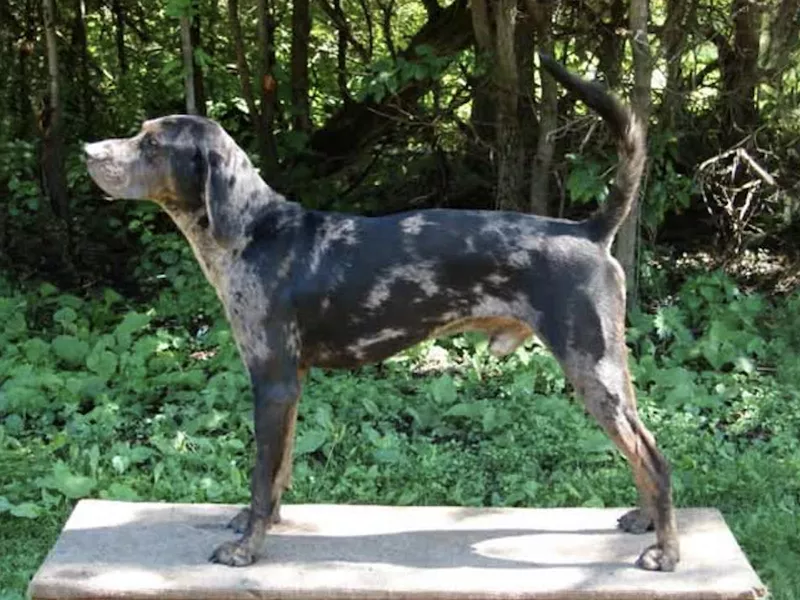 American leopard hound