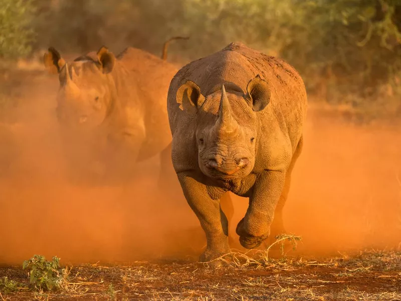 Female black rhinos charging