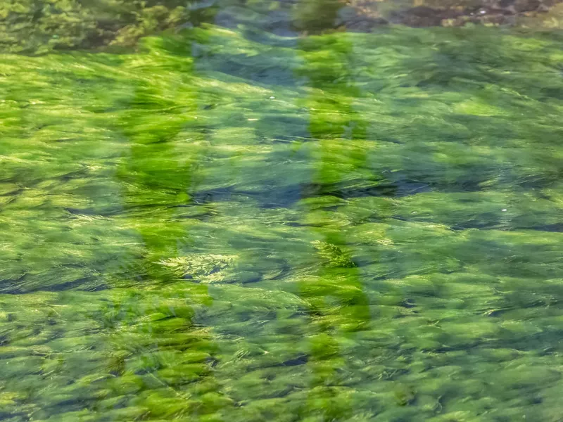 Detailed view of texture of green seaweed under river water