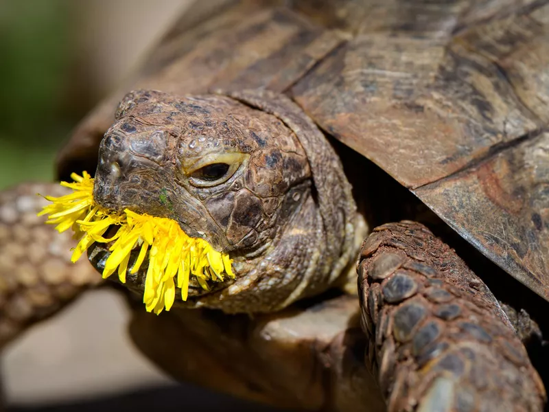 Edgar's dandelion