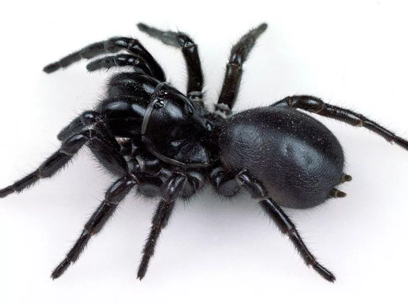 Sydney Funnel-Web Spider