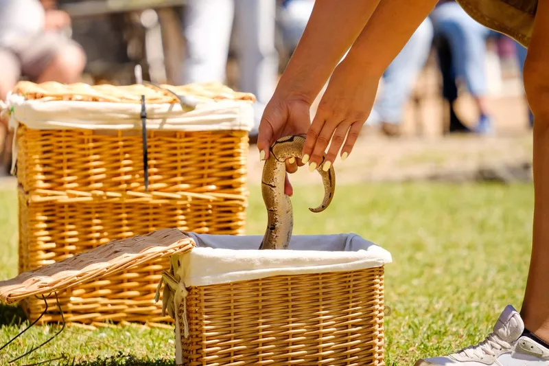 Woman picking up a snake from a box at a reptile show
