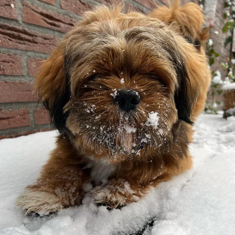 Shih Tzu in the Snow