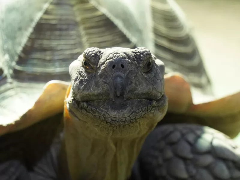 African spurred tortoise