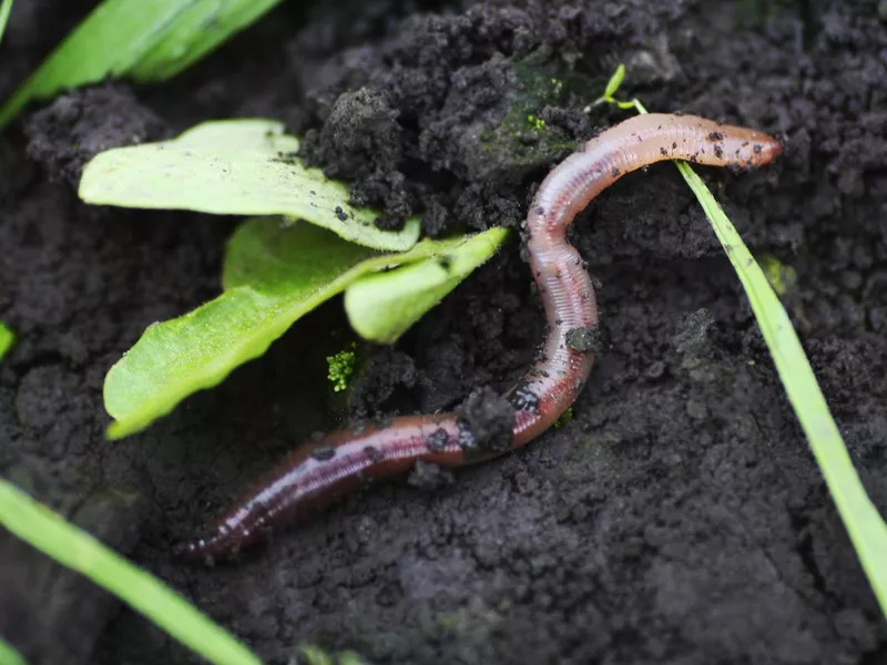 Earthworm in damp soil.