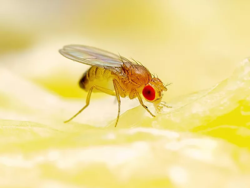 Fruit Fly