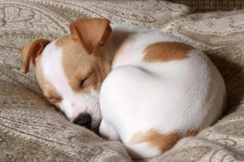 Dog sleeping