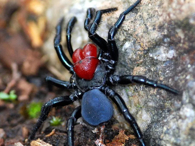 Mouse Spider