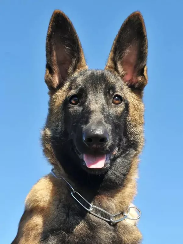 Diva the search and rescue dog