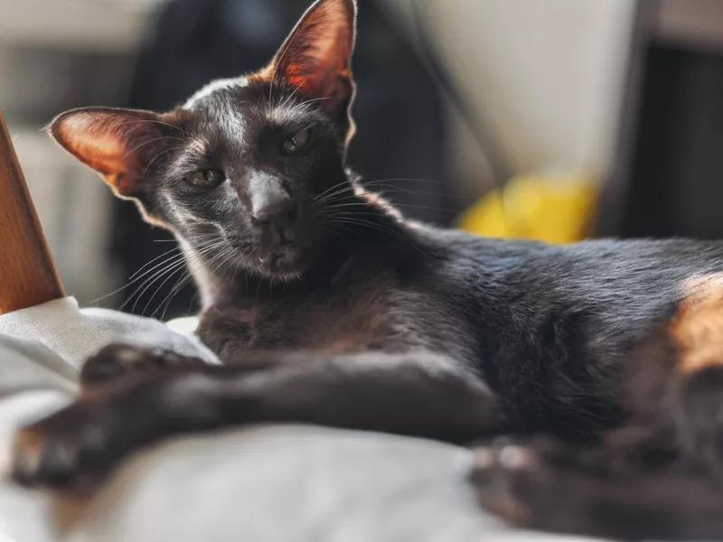Oriental Shorthair