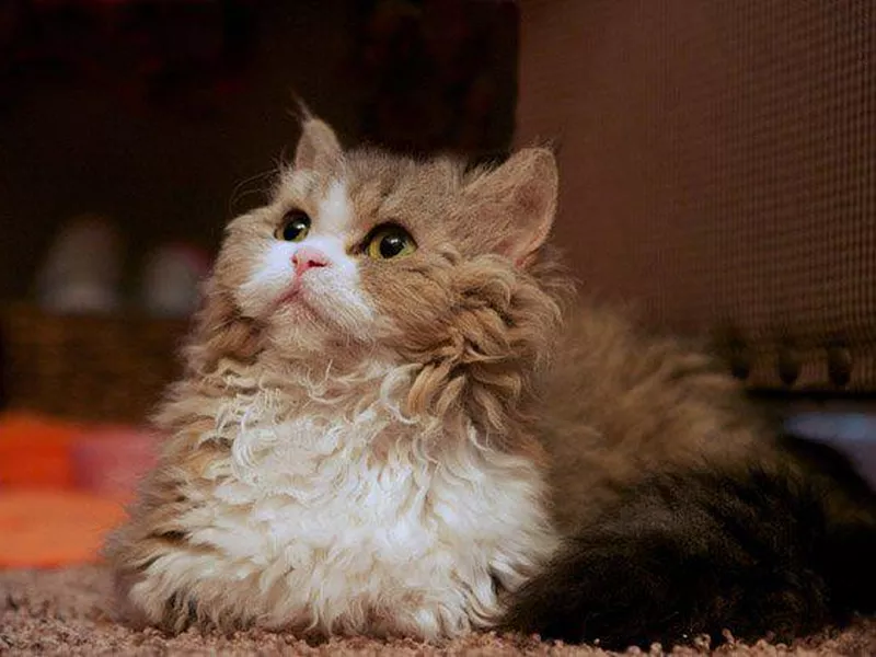 Lambkin Dwarf