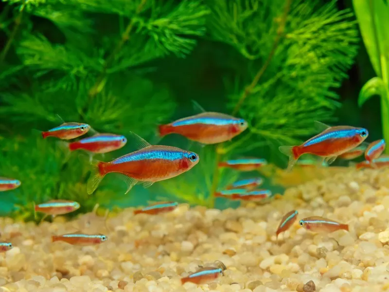 Cardinal tetra