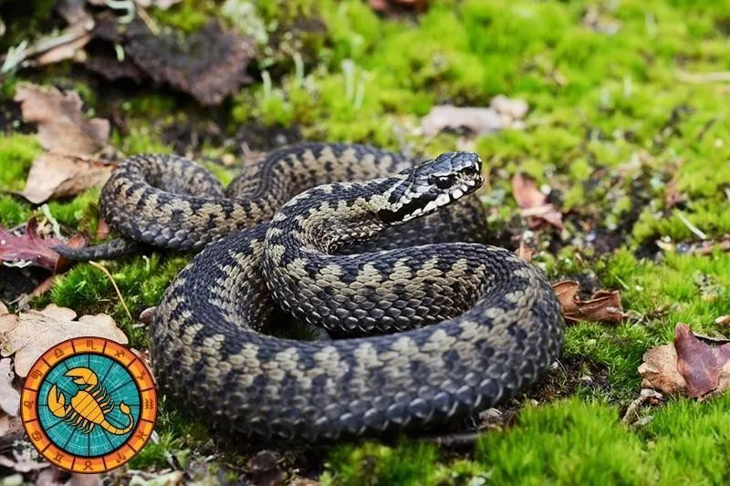 Snake