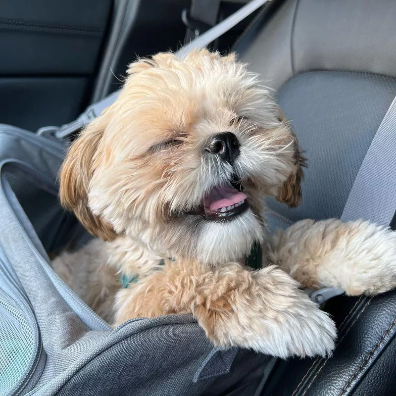 Shih Tzu Car Ride