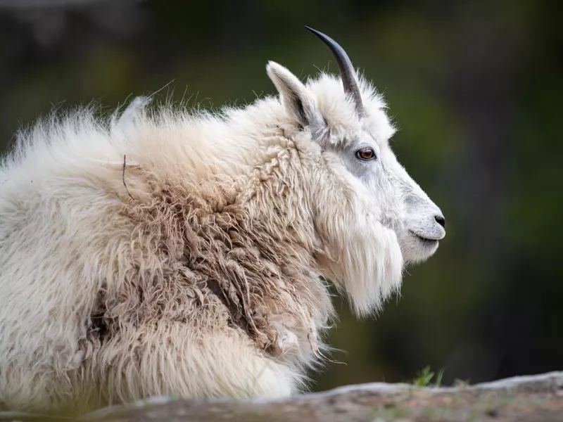 Mountain goat