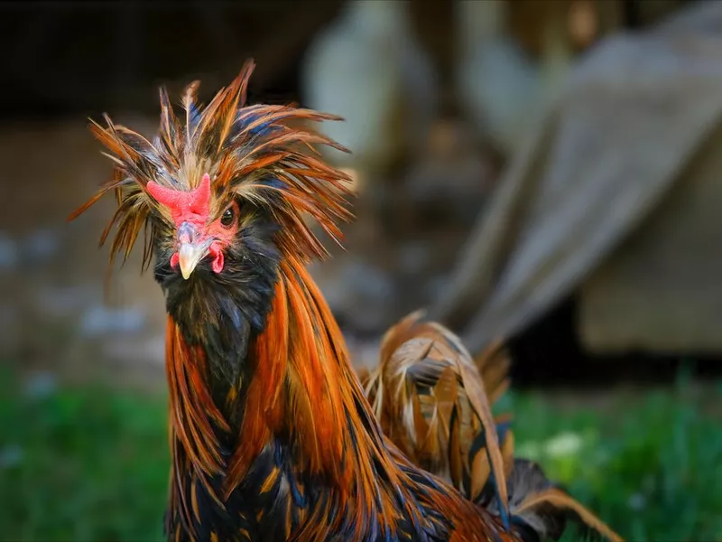 Polish rooster