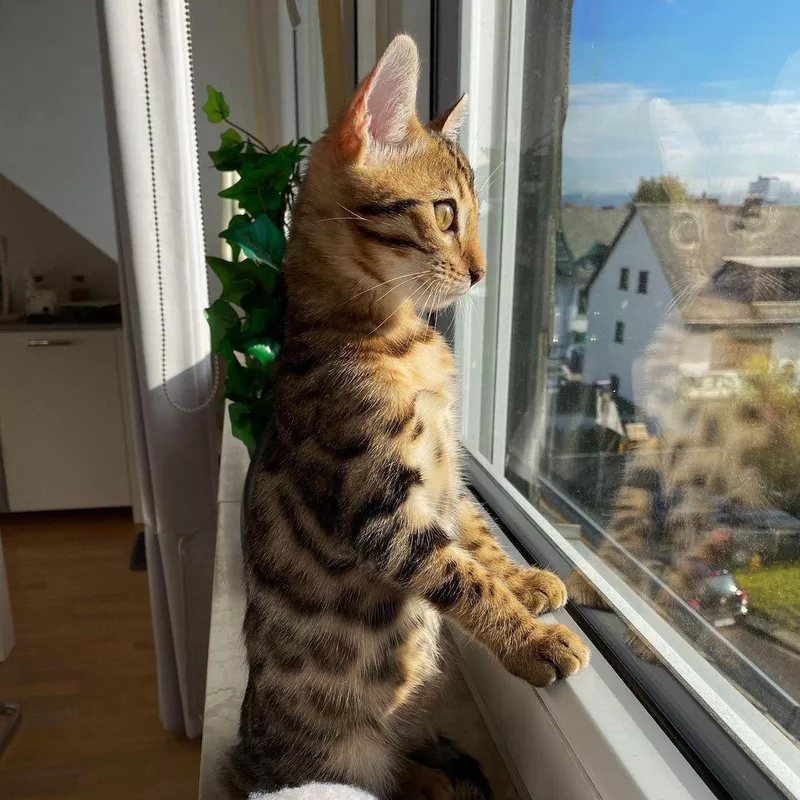 Bengal