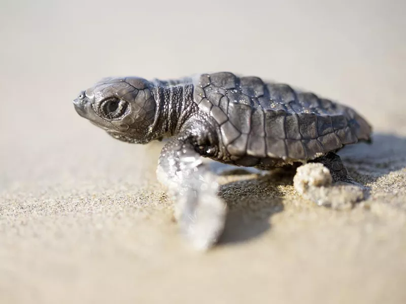 Velas Turtle Festival