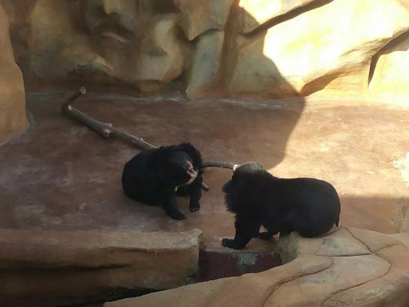 Bear enclosure at Three Bears General Store