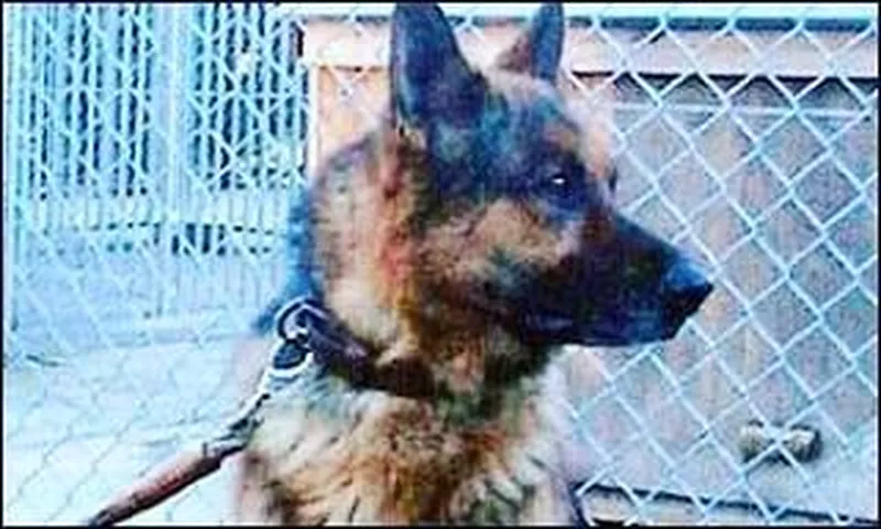 Sam the German shepherd