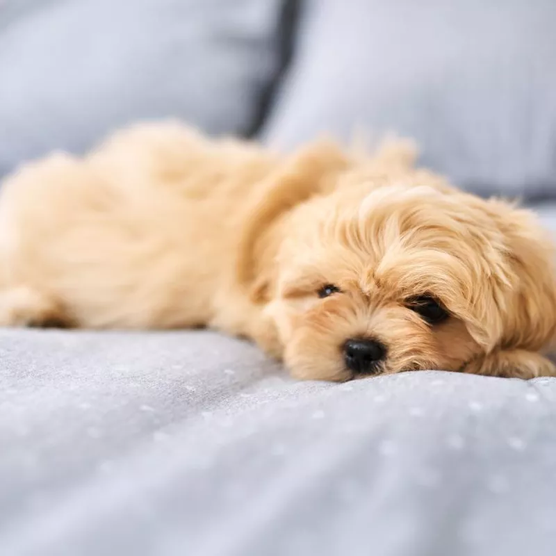 Shih Tzu in Bed