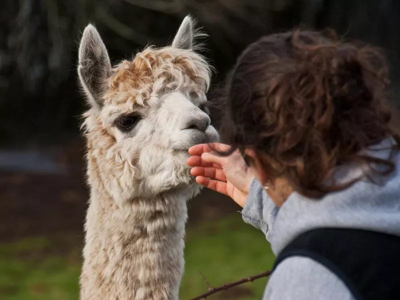 Woman Petting an Alpaca