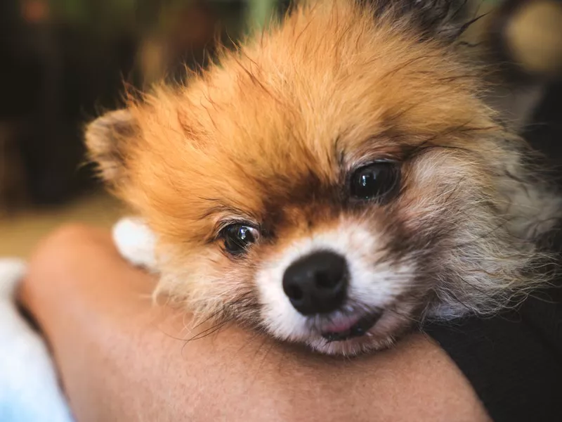 little dog