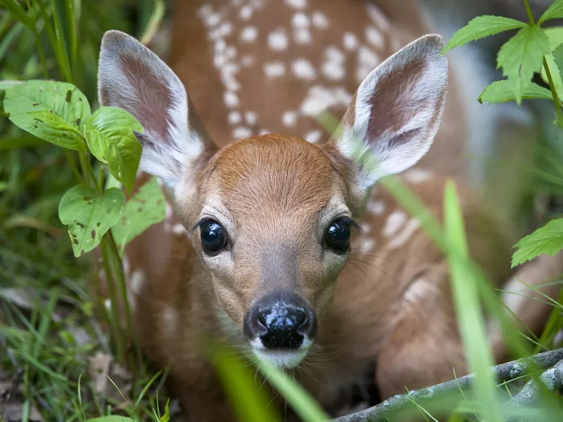 Baby deer