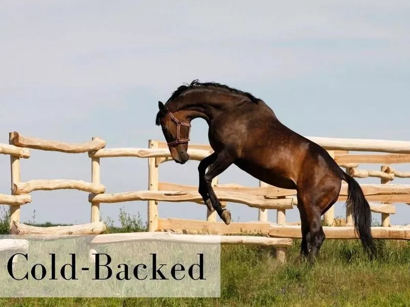 Cold-Backed