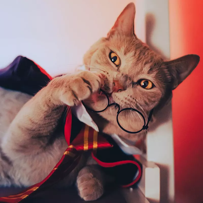 Impoosy Halloween Wizard Cat Costume