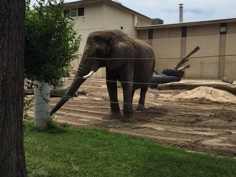 Elephant at Topeka Zoo