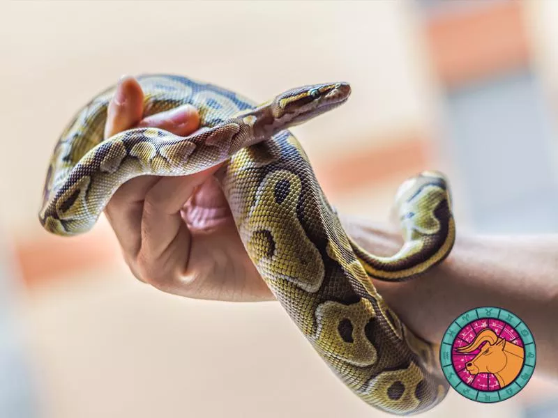 Snake