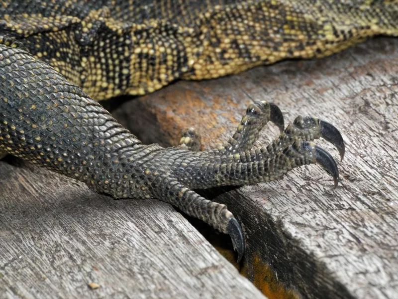Giant Monitor Lizard