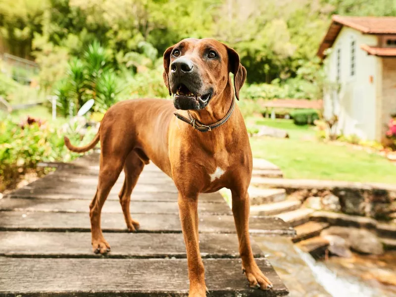 Rhodesian ridgebacks are often well-behaved