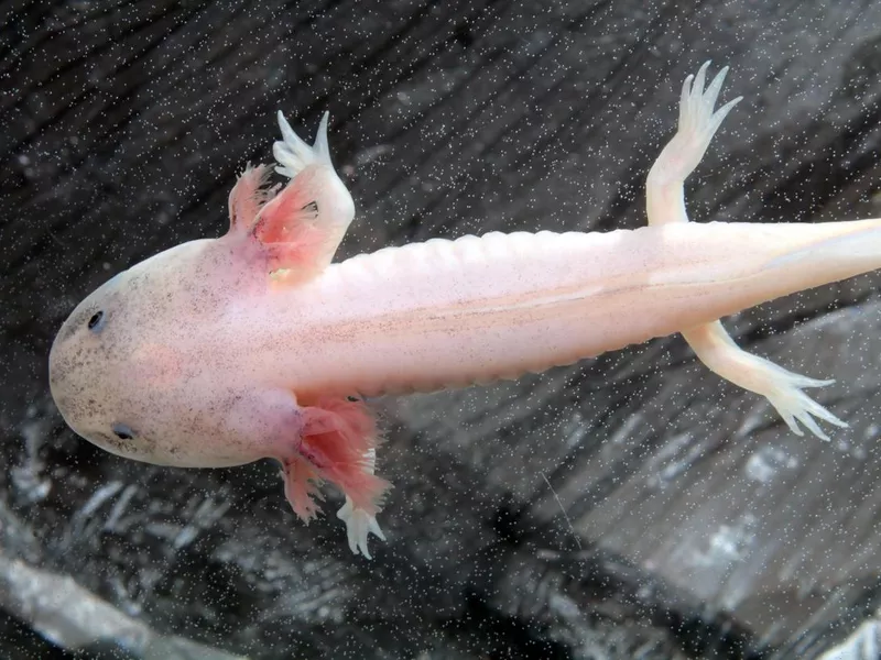 Axolotl salamander