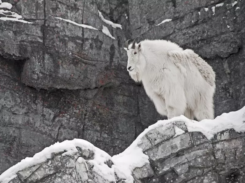 Majestic Mountain Goat